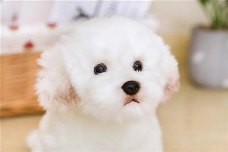 9 Kinds Dog Simulation Bichon Frise Plush Dog Toy Super Cute Likelife Corgi Dog Doll Stuffed Animal Maltese Dog Puppy Pets Toys