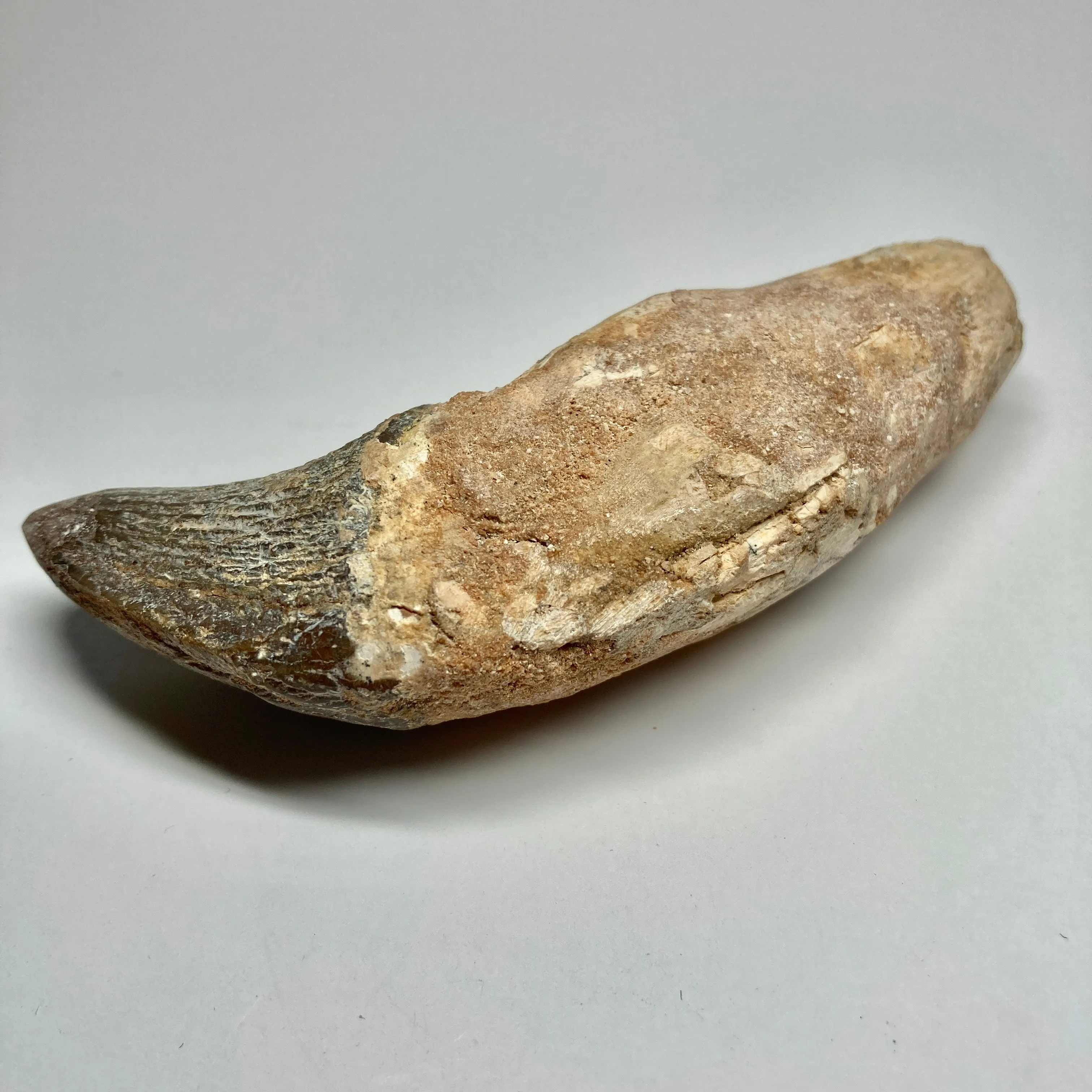 Zygorhiza kochii Whale Tooth - Incisor